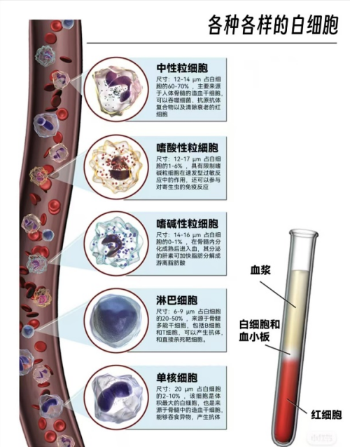 C:\Users\Administrator\Desktop\待发布信息\检验科-白细胞的一天:跟着生物钟去“巡逻”\图片\图片1.png C:\Users\Administrator\Desktop\待发布信息\检验科-白细胞的一天:跟着生物钟去“巡逻”\图片\图片1.png