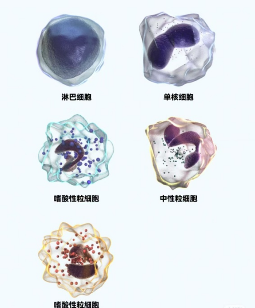 C:\Users\Administrator\Desktop\待发布信息\检验科-白细胞的一天:跟着生物钟去“巡逻”\图片\图片2.png C:\Users\Administrator\Desktop\待发布信息\检验科-白细胞的一天:跟着生物钟去“巡逻”\图片\图片2.png