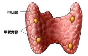 C:\Users\Administrator\Desktop\微信推送2025年第51期（总第414期）\04 肾内科-疼到直不起腰？小心身体里长了 “小石头”！\图片\图片3.jpg